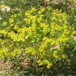 Euphorbia biumbellata 形态
