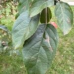 Malus baccata Leaf