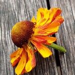 Helenium autumnale Çiçek