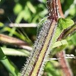 Centaurea pullata Schors