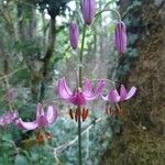 Lilium martagon फूल