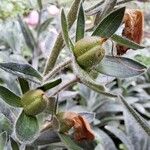 Digitalis minor Fruit