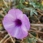 Ipomoea cairica പുഷ്പം
