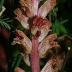 Orobanche gracilis Flor