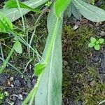 Pilosella cymosa Leaf