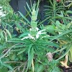 Leonotis leonurusFlower