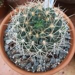 Gymnocalycium ritterianum Habit