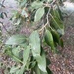 Quercus ilex Leaf