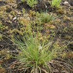 Carex brunnescens موطن