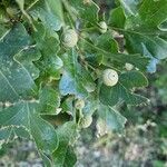 Quercus robur Frucht