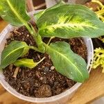 Dieffenbachia oerstedii Hoja