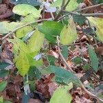 Kalmia angustifolia Leaf