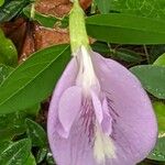 Clitoria mariana 花