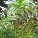 Elodea densa 葉