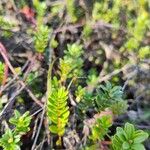 Vaccinium macrocarpon Leaf