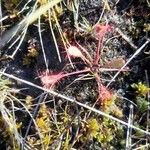 Drosera anglica Yaprak