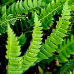 Polystichum lonchitis Лист