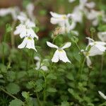 Lobelia angulata Flower