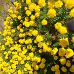 Tagetes tenuifolia Blüte