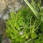 Peperomia pellucida Ліст