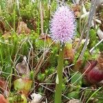 Helonias bullata Flower