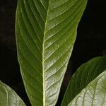 Genipa americana Лист