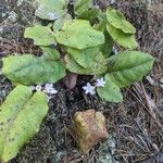 Epigaea repens Leaf