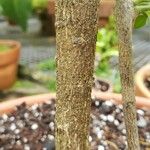 Citropsis daweana Bark