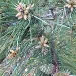 Pinus muricata Цветок