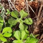 Ipomoea pes-tigridis Leaf