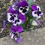 Viola × wittrockiana Kukka