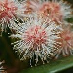 Codia nitida Fruit