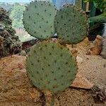 Opuntia aciculata Folio