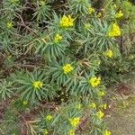 Euphorbia dendroides Цвят