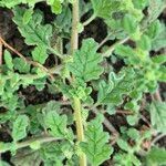 Dysphania pumilio Hoja
