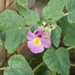 Proboscidea triloba Цветок