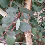 Eucalyptus polyanthemos Кора