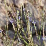 Lavandula coronopifolia Máis