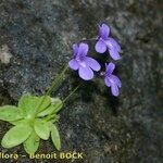 Pinguicula longifolia Hábito