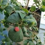 Ficus deltoidea Fruchs