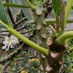 Plumeria obtusa Bark