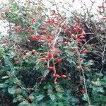 Rosa canina Fruit