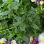 Nemesia strumosa Blatt