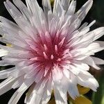 Crepis rubra Fleur