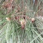 Pinus roxburghii Ďalší
