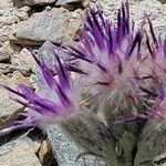 Saussurea alpina Flower