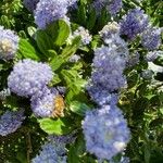 Ceanothus arboreus Blüte