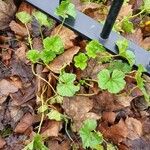 Malva pusilla Habit