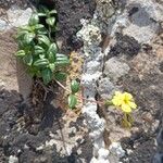 Helianthemum cinereum Habit