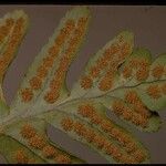 Polypodium californicum Hoja